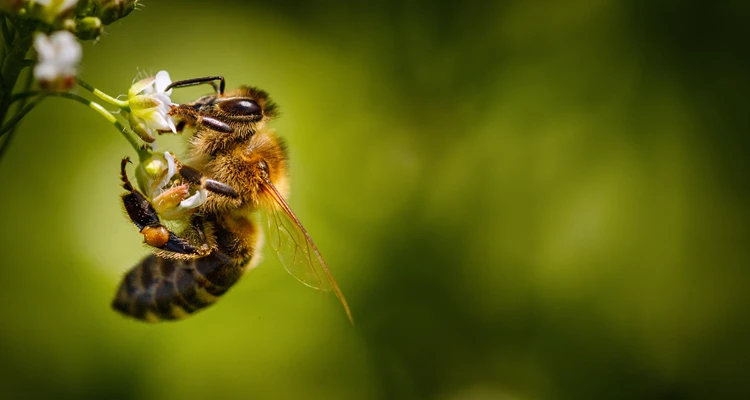 Biene Maja war gestern – Jetzt kommen die Profi-Honigmacher!